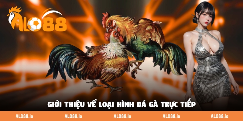 Giới thiệu về loại hình đá gà trực tiếp